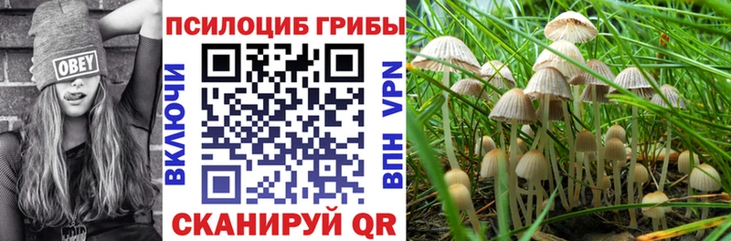 Купить где  Советская Гавань  Псилоцибиновые грибы GOLDEN TEACHER 